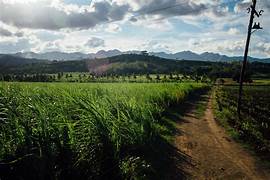 Abra lawmaker calls for gov’t help in farmland leveling