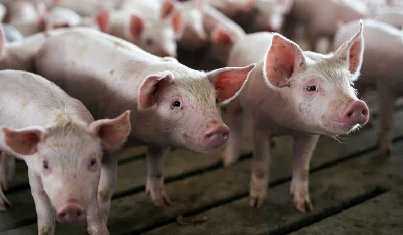 New ASF vaccine approved; Hog industry gets boost