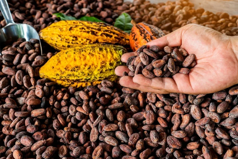 Salceda backs stronger Bicol cacao industry plan