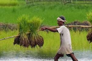 Higher farmer incomes seen as key to food security 