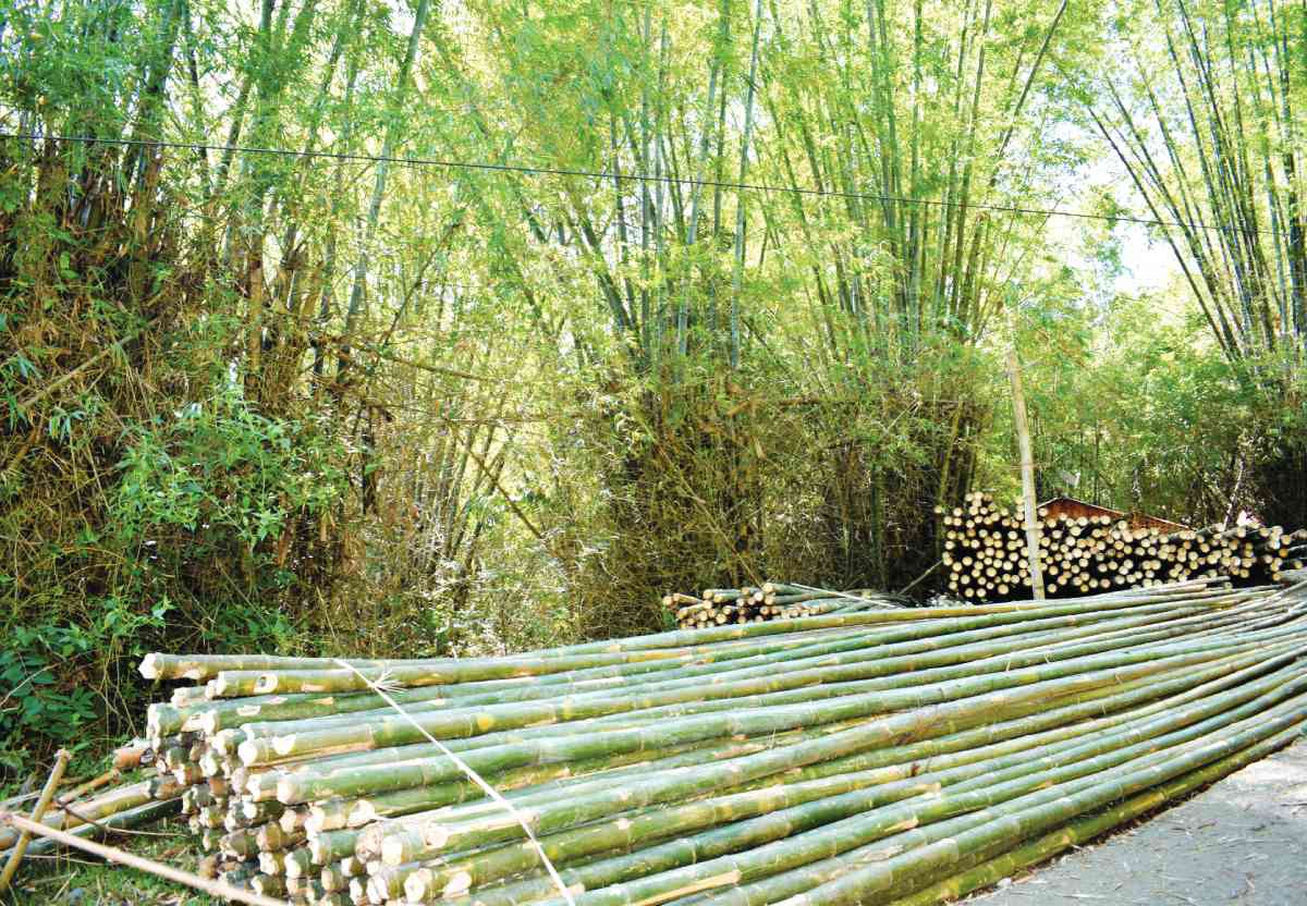 Dy pushes bamboo industry as new economic powerhouse