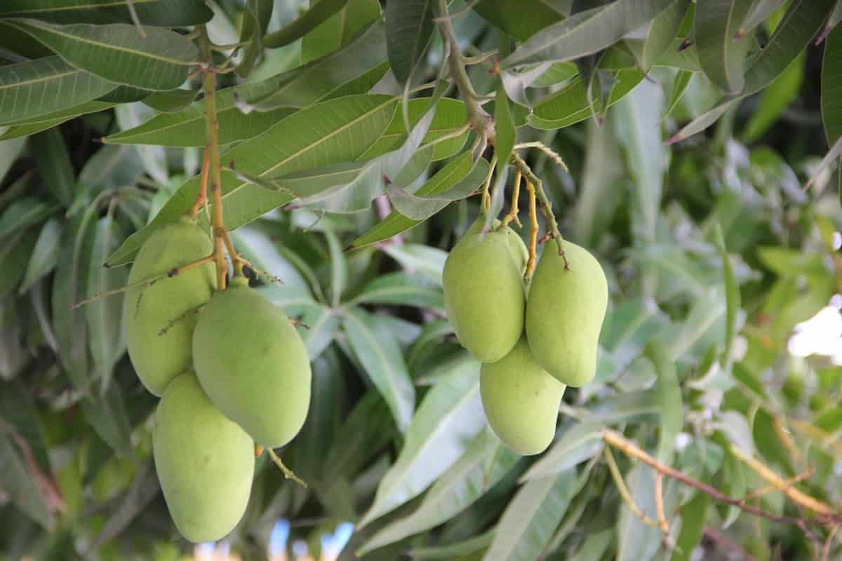 Carabao Mango, target isama sa pagkain ng mga astronaut sa kalawakan